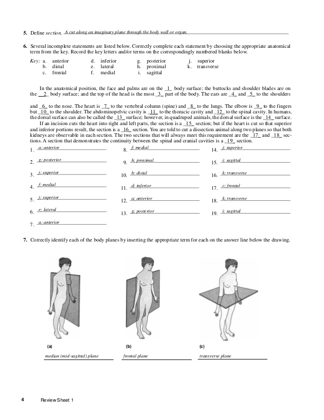 Review Sheet 20 Marieb Laboratory Manual